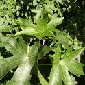 Liquidambar orientalis